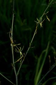 Image result for Chlorophytum macrosporum