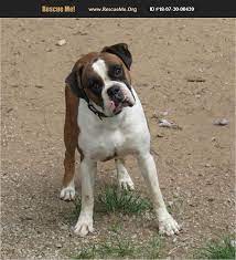 How much do boxer puppies sell for? Adopt 18073000439 Boxer Rescue Wallace Mi Boxer Rescue Boxer Dogs Boxer
