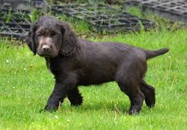 Image result for německý křepelák postava