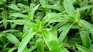 Một số tác dụng chữa bệnh của cây lược vàng | Hoàn Mỹ