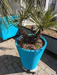 Image result for Triraphis schinzii