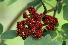 Image result for Ampelocissus africana