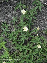 Image result for Merremia verecunda