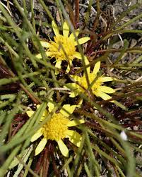 Image result for Geigeria africana