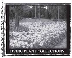 Image result for Magnistipula butayei