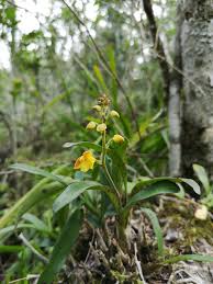 Image result for Brachycorythis angolensis