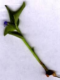 Image result for Commelina nyasensis