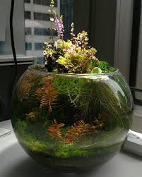 Untitled Indoor Water Garden Fresh Water Fish Tank Water Terrarium
