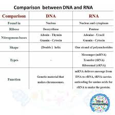 Dna is an abbreviation of deoxyribonucleic acid and it tends to carry genetic information that is quite vital in living organisms. Facebook