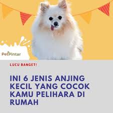 Anjing yang jadi simbol nasional negara meksiko ini dikenal dengan kepribadian layaknya anjing besar, walaupun punya ukuran yang kecil dengan. Lucu Banget Ini 6 Jenis Anjing Kecil Nan Imut Yang Cocok Kamu Pelihara Di Rumah Anjing Kecil Anjing Yorkshire Terrier
