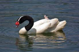Bird With No Feathers On Neck Pin On Swan