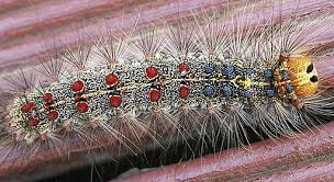 More than 100 hardwood trees. Leaf Eating Caterpillars What To Look For And How To Manage Infestation Cohen Master Trees