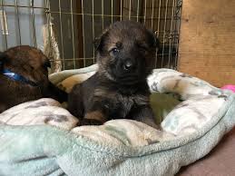 Why buy a german shepherd dog puppy for sale if you can adopt and save a life? How We Raise Our Puppies Austerlitz German Shepherd Dogs