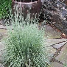 Image result for Schizachyrium brevifolium