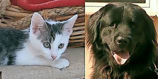 Diese Tiere Suchen Ein Neues Zuhause Hildesheimer Allgemeine