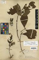 Image result for Sherbournia bignoniiflora