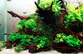 水草 アヌビアス ナナ 育て方 適応水質 適応水温 増やし方 アクアリウム情報 アンテナサイト アクアリウムの輪