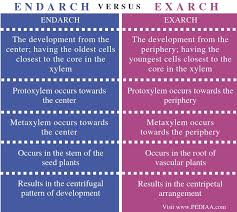 What Is The Difference Between Endarch And Exarch Pediaa Com