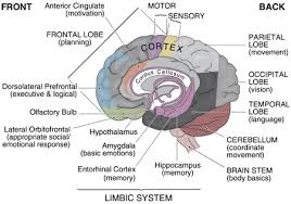 The Brain Diagram And Explanation