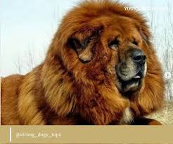 How much does a tibetan mastiff cost? Tibetan Mastiff Price How Much And Are They Worth It Your Mastiff