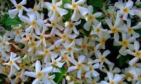 I read the fact sheet and they smell nice until summer and only need part sun, which i have. Star Jasmine A Fragrant And Vigorous Climber Epic Gardening