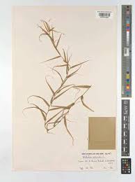 Image result for Walleria mackenziei