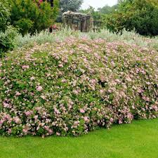 Image result for Spiraea japonica ´Little Princess