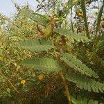 Image result for Aeschynomene elaphroxylon