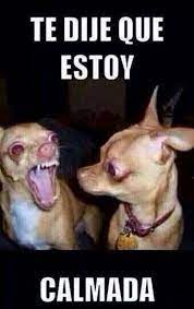 Videoswatsapp Com Imagenes Chistosas Videos Graciosos Memes Risas Gifs Graciosos Chistes Chistes Graciosos Para Whatsapp Whatsapp Graciosos Imagenes Graciosas