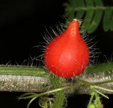 Image result for Kedrostis foetidissima