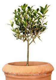 Growing Olive Trees Indoors Dwarf Olive Tree Care Olive Tree Care Potted Trees Dwarf Olive Tree
