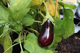 Unter den blütenkelchen sollte die farbe auch schon dunkel sein. Kann Man Aubergine Roh Essen Was Wenn Sie Noch Nicht Reif Ist Gartendialog De
