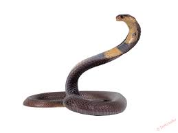 Keberadaan ular naga yang asli sampai saat ini belum pernah ditemukan. Bagaimana Untuk Menarik Pensil Ular Berkhasiat Caucasian Bagaimana Untuk Menarik Pensil Ular