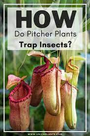 How Does The Pitcher Plant Trap Insects Pitcher Plant Pitcher Carnivorous Plants