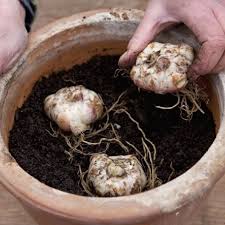 How to store flower bulbs 2 steps. Long Lasting Lily Bulb Mix Fall Flower Bulbs Eden Brothers