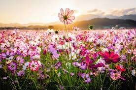 Wildflower Field Fields Nature Background Wallpapers On Desktop Nexus Image 2547231 Browse millions of popular butterfly wallpapers and ringtones on zedge and personalize your phone to suit you. background wallpapers on desktop nexus