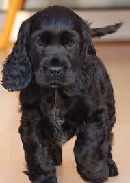 Black And Tan Cocker Spaniel For Sale Los Angeles I M Not Your Mummy Boo Black Cocker Spaniel Puppies English Cocker Spaniel Puppies Black Cocker Spaniel