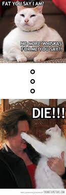 Slightly Upset Cat Funny Pictures Funny Cats Bones Funny