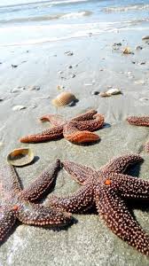 It's where we call home. Folly Beach Sc Havet Sjoar Kust