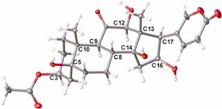 Image result for Bersama swynnertonii