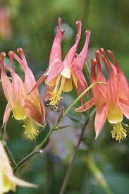 Five swept back (reflexed) petals and a cluster of yellow stamens converging to a point. 29 Native Missouri Flowers Ideas Native Plants Flowers Plants
