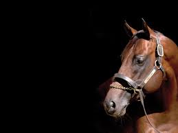 The purse for this race is $28000. Nicconi Widden Stud