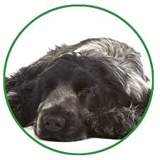 Drontal dog wormer tablets can be used from 2 weeks of age and the dosage is one tablet per 10 kilogram bodyweight, drontal is highly effective. Drontal For Dogs Vetoquinol Pet Uk