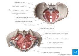 The levator ani muscles consist of three. Pelvis And Perineum Anatomy Vessels Nerves Kenhub