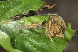 Image result for Archips podanus