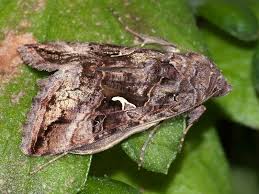 Image result for Autographa gamma