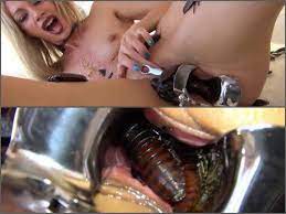 Cervical Speculum | A Lot Of Huge Live Cockroaches In Speculum Pussy –  Premium User Request