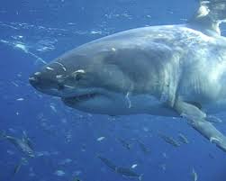 Maybe you would like to learn more about one of these? Cage Diving With Great White Sharks And Rodney Fox In Australia Shark And Awe Dive Happy