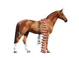 She can also be seen with a pink nose and light brown spots around her face. 4 7 Basic Horse Facts Is A Pony Really A Baby Horse New To Horses