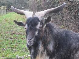Well you're in luck, because here they come. Rare Breeds Arapawa Goats